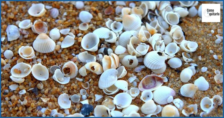 Cómo quitar la arena de las navajas: guía completa Cómo quitar la arena de las navajas: guía completa