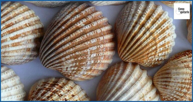 Cómo quitar la arena de las navajas: guía completa Cómo quitar la arena de las navajas: guía completa