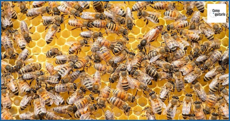 Cómo quitar un panal de abejas sin riesgos ni complicaciones Cómo quitar un panal de abejas sin riesgos ni complicaciones