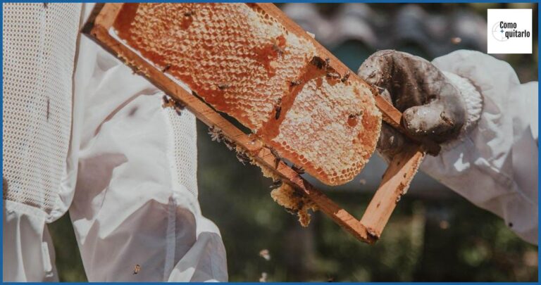 Cómo quitar un panal de abejas sin riesgos ni complicaciones Cómo quitar un panal de abejas sin riesgos ni complicaciones