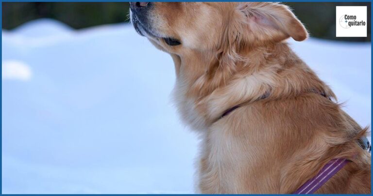 Cómo quitarle el celo a una perra de forma casera Cómo quitarle el celo a una perra de forma casera